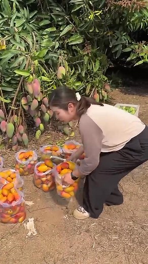 Very tasty and juicy mango | QWe M