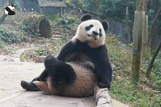 Syansyan Log on Instagram: "仙女🐼さんは、今日はなかなかご機嫌のようで、足を組んで自家の庭園でとってもリラックスした様子ですね。㊗️どうか毎日が素敵な気分でありますように～🌹💕"