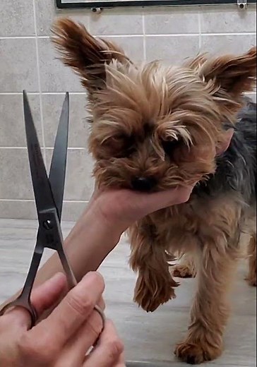 Dog grooming without restraints multi demos, Yorkshire Terrier