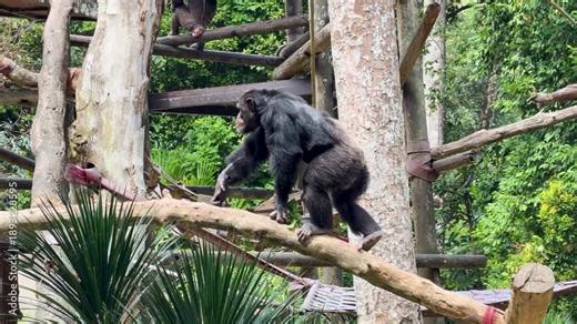 Chimpanzee Climbing Tree and Walking on Branches in Zoo Enclosure
