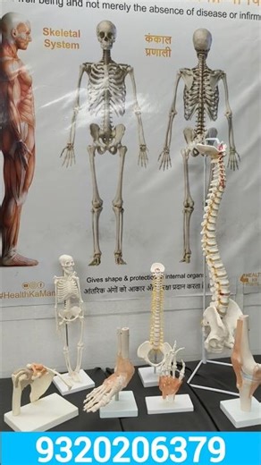 Human Skeleton System Models | Spine, Hand, Leg, Knee & Shoulder Joints & Bones #shorts #bones
