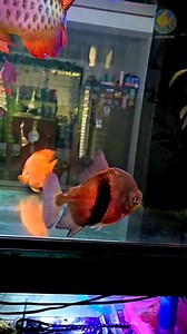 Check out my EBH! 🐟 Aka' Horizontal Line Fish ☑️ That bold dark line across its body isn’t just for looks — it’s a mood and power display, showing when the fish is excited, stressed, or feeling dominant. Nature’s own built-in mood bar! Why It’s Special 🤔 It’s often called a lateral bar/stripe, and in many cichlids and hybrids it shows mood, stress, or dominance. When the EBH is relaxed or in a neutral mood, the line can appear faint. When they’re stressed, excited, or showing dominance, the li