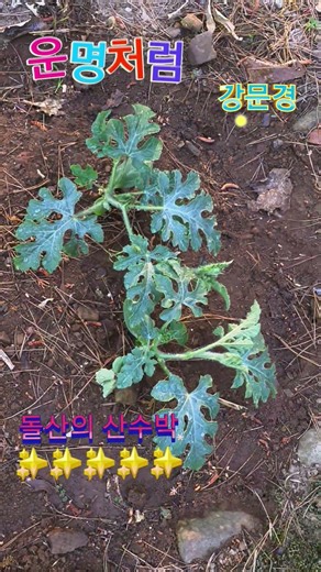 운명처럼 #강문경 #강문경노래 #강문경노래모음 #강문경단독콘서트 #트로트 #노래