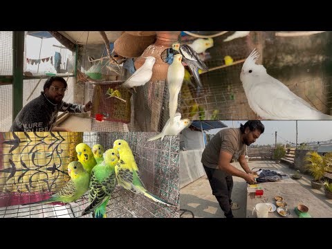 Cockatiel Breeding Progress 💯% Successful | Budgies Breeding Information |