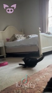 89K views · 1.5K reactions | Does a Poltergeist pull this cats tail?  | Slapped Ham | Facebook