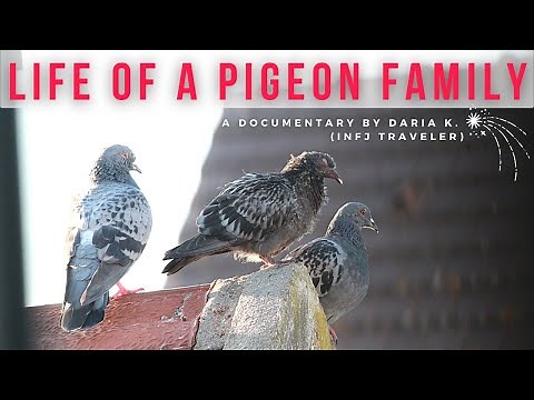 Life of a pigeon family | Documentary | Watching wildlife in a French town (Chambly)
