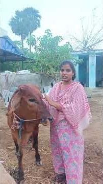 my farm cow details part-2 #cow #crop #farming #explain #agriculture #dairyfarm #comedy #farm #tamil