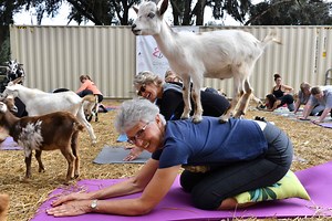 What is Goat Yoga? All You Need to Know About This Adorable Practice