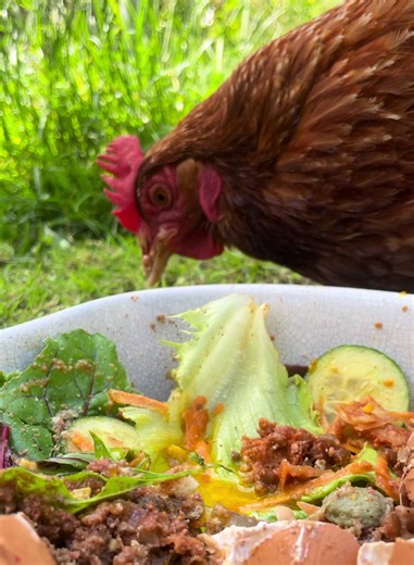 Keeping Chickens: Beginner Tips for Healthy Backyard Hens