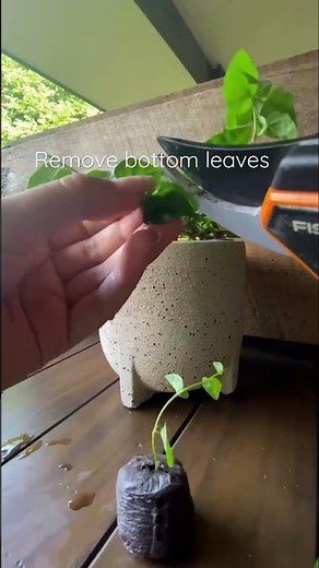 Propagate Ficus Pumila (Climbing Fig) In a Mini Peat Pot #plantwithme #propagation #ficuspumila