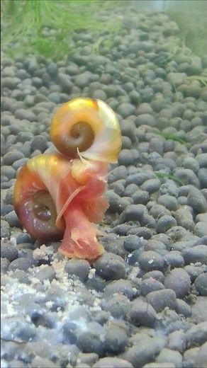 Ramshorn snails mating #ramshornsnails #snails