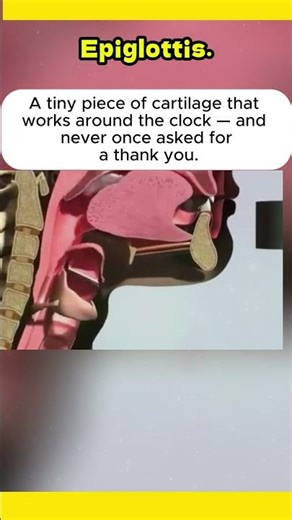 Epiglottis
