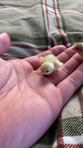 Charming Quail Chicks on a Farm