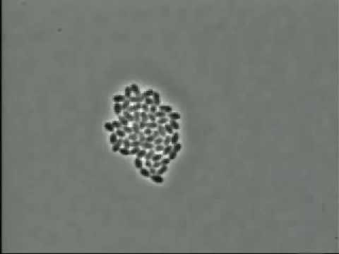 La multiplication cellulaire