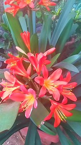 2.3K views · 49 reactions | Clivia Orange is a striking exotic plant with beautiful orange flowers that grow in clusters atop sturdy stems. #clivia #indoorplants #indoor #plants #flowers #orange #reelsinstagram #reels #reelsfb #followers #houseplants #foryoupage #reelsviral | Decor & Beauty | Facebook