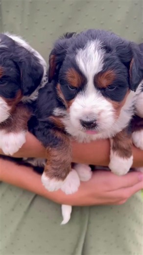 Just Like That... These Mini Bernedoodles Will Steal Your Heart! 🥺🐶✨ | Charlotte Dog Club