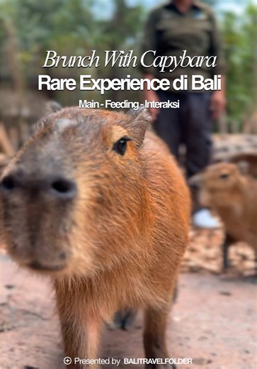 BRUNCH WITH CAPYBARA PERTAMA DI BALI✨⁣ ⁣ Lagi cari pengalaman baru di Bali? Wajib cobain Brunch with Capybara di Bali Zoo!⁣ Selama 1.5 jam, kamu bisa brunch santai sambil feeding dan interaksi langsung sama capybara yang super friendly dan lucu banget 😍⁣ Sudah include makanan, minuman, dan tiket masuk Bali Zoo juga!⁣ ⁣ Ada dua sesi, pagi dan siang. Recommended banget buat zoo date, ajak si kecil atau wisata keluarga. ⁣Kalo mau tanpa dining juga bisa, ada program capybara connection. ⁣ Yuk langs
