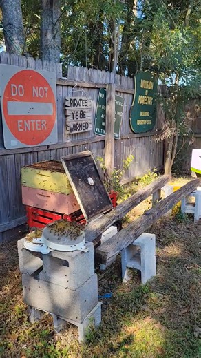 Feeding the girls after a little harvest. Loving the fall. | Glory Bee Farm