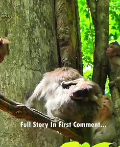 3.7K views · 36 reactions | Deep in the jungle, as the afternoon sky darkened with heavy clouds, the monkey troop huddled together on the branches. The scent of rain filled the air, and the soft rustling of leaves warned of the approaching storm. Among them was Scarlet, a devoted and protective mother, and her mischievous little baby, Sann. | Mini Monkey action | Facebook
