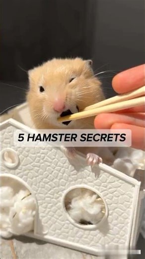5 Things Your Hamster Secretly LOVES 🐹 (Most Owners Don’t Know!) #shorts #hamster