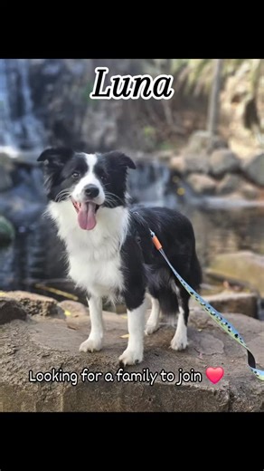 ✨ Meet Luna ✨ Luna is the definition of joy wrapped in fur. She’s a super affectionate companion who thrives on human connection, always ready with cuddles and tail wags. Her boundless energy makes her a delight to be around—whether it’s playtime in the yard or showing off her clever skills. 🏅 Luna has already earned her Tricks Starter title, proving not only her intelligence but also her eagerness to learn and engage. She’s beautifully put together with good conformation, a testament to her so