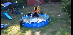 72K views · 2.1K reactions | Happy 2016! These bears know how to throw one heck of a New Year's party... on.hln.tv/4Ufzkk | HLN | Facebook