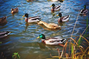Duckquaponics: How to Use Duck Manure Water in Your Garden
