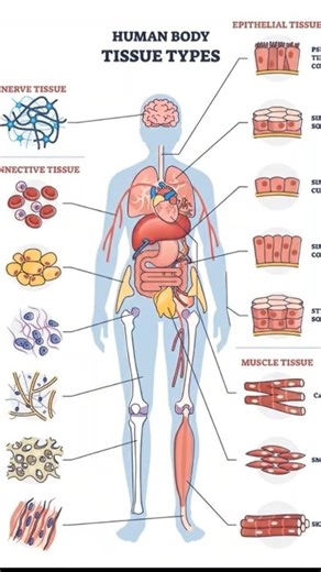 types of tissue of human body 😱😁