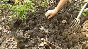 13K views · 655 reactions | Man Helps Baby Robin Find Tasty Worms Credit ViralHog | This is Earth | Facebook