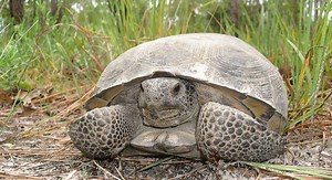 Gopher tortoise - Alchetron, The Free Social Encyclopedia
