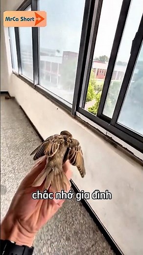 The little bird got stuck in the classroom 🥹