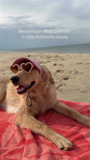 Anyone else ready for sun, warmth, beach, & swimming?! Cause this golden is SO over the cold and ready for the beach and pool!! Hat: @coast & cove | Lindsey