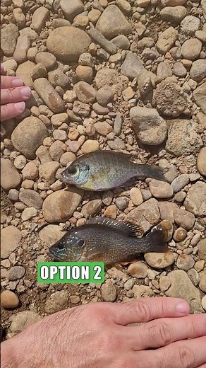 Which One Is Which Sunfish Vs Bluegill Differences & What Is The Better Bait For Big Catfish: FATKAT