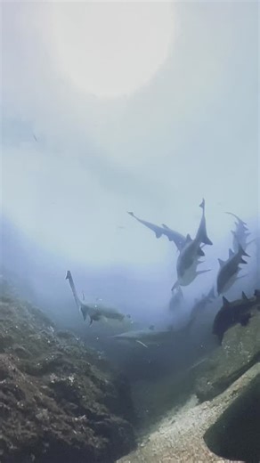 IMMERSED on Instagram: "The little moments all play into the bigger picture for us. Ocean Wonders is a 30-minute immersive 360-degree film that is shown in the IMMERSED Dome Theater in Avalon, CA. We are a small start-up, with big dreams. Our team spent 3 years traveling the world and collecting footage to create this experience, and it is full of special small moments underwater. We start and end our experience right here on Catalina Island in the kelp forests here, and we explore all over the 