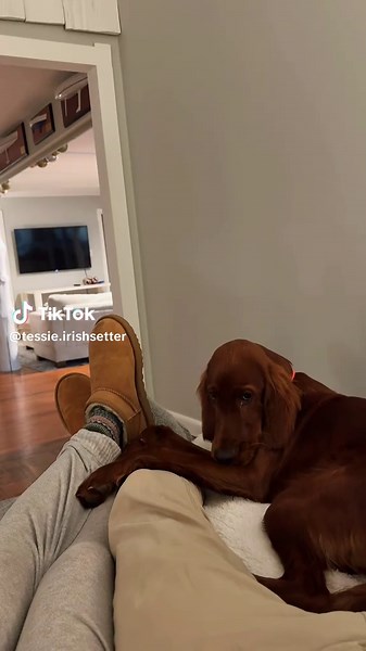 Dogs and Their Cozy Couch Moments