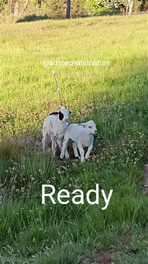 🏁 Ready, Set, Go! Spring Lamb Races in Australia 🐑💨 #FarmLife