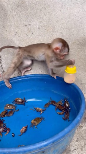 The baby monkey is trying to get past the crab.#babymonkey #monkeysocute