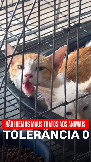 Várzea Grande merece respeito. 🐾 Hoje nos posicionamos firmes contra qualquer prática de maus-tratos onde quer que aconteça, inclusive no centro da nossa cidade e em clínicas veterinárias, que deveriam ser lugares de cuidado e proteção. Estamos atentos. Estamos presentes. Estamos do lado de quem não pode falar, E afirmamos: não iremos aceitar o descaso com a vida animal. A causa animal não é moda. É compromisso. É responsabilidade. É respeito. E Várzea Grande vai sentir essa mudança. ✊🐾 | Wend