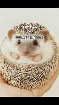 잘 가, 고봉아! #shorts #korea #poem #시낭송 #동물 #고슴도치 #미희카페 #2025년 #11월