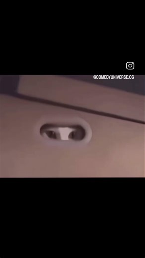 OMG!! Dont close your eyes around this creepy cat! 🙀 #cat #funny #omg #memes #creepy