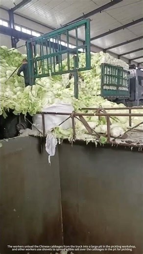 pickled Chinese cabbage