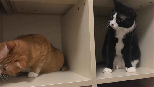Two playful cats turn a peaceful cabinet hangout into a lighthearted scuffle in Hebei, China