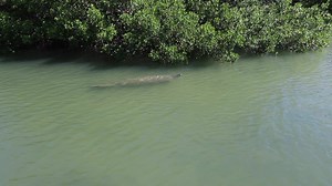 2.8K views · 76 reactions | Happy Saturday! SWFL wildlife can be found all around Pink Shell. This manatee was spotted at Lovers Key State Park, just a short drive from the resort. How are you spending your weekend? ☀️ | Pink Shell Beach Resort & Marina | Facebook