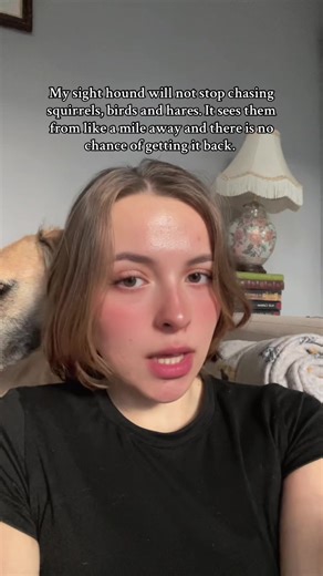 Understanding the Chase: The Sighthound's Instinct