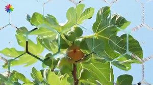 355K views · 10K reactions | İncir Yaprağının Faydaları / İncir Yaprağı Suyu Nasıl Yapılır? | Doğal Reçete | Facebook