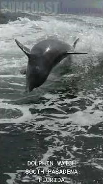 Close-Up Dolphin Acrobatics: Breaching, Spinning & Splashing in 4K