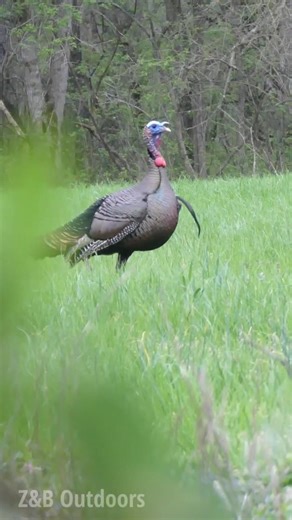 Virginia Longbeard Gets Hammered #turkeyhunting