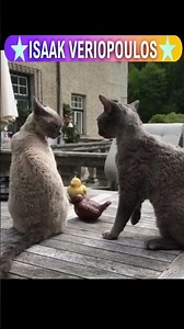 Μην με κοιτάς λέει ο πιο γλυκούλης γάτος #voiceover #funny #pets #isaakveriopoulos #humour #cat