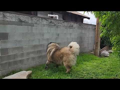 The Incredible Strength of the Caucasian Shepherd Dog