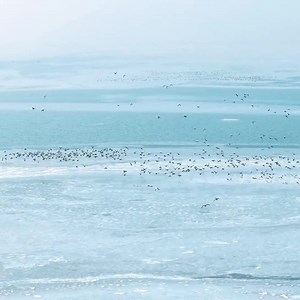 215K views · 2.5K reactions | New species of endangered birds have been found at Qilihai Wetland in Qinhuangdao City, China. The locals here did a really great job in wetland protection and restoration. I can spend a whole day just watching these birds flying over the water! And you? #BeautifulChina #qinhuangdaocity #qilihaiwetland #Chinaecology #spring #green #nature | Miss Panda | Facebook